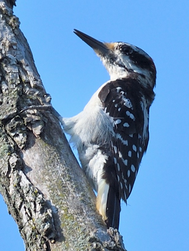 Hairy Woodpecker - ML600968091