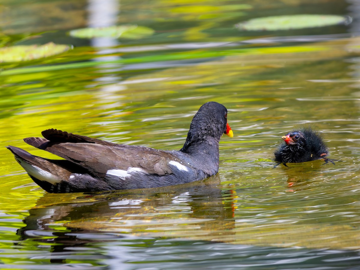 Eurasian Moorhen - Michał Grądcki