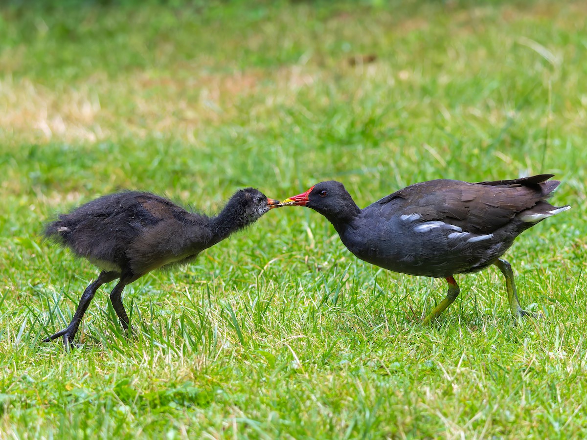 Eurasian Moorhen - Michał Grądcki