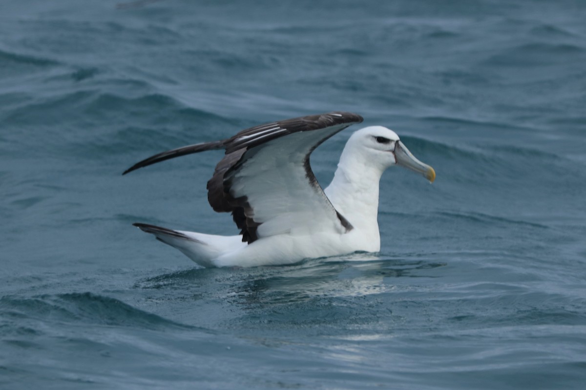 White-capped Albatross (steadi) - ML600968941
