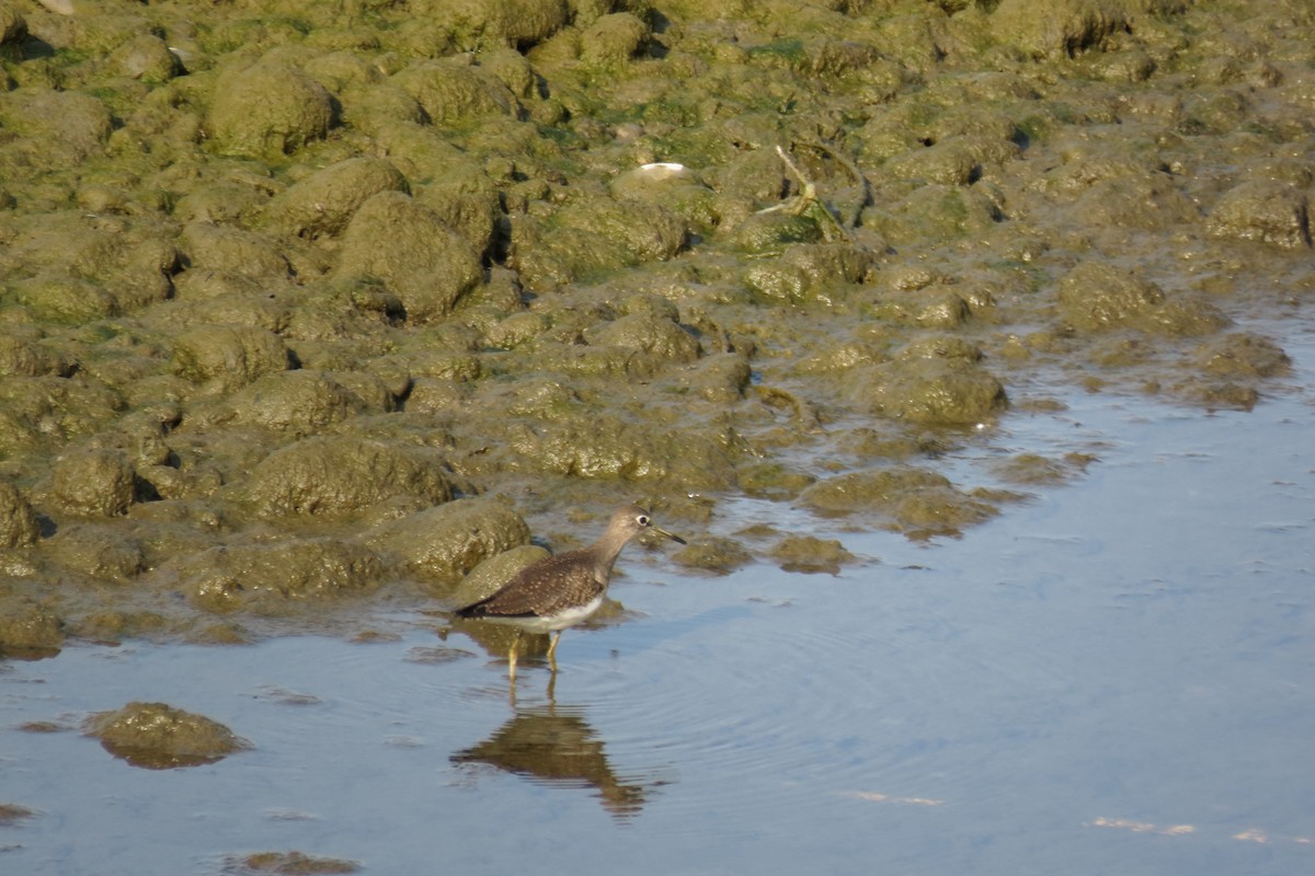 Solitary Sandpiper - ML600970531