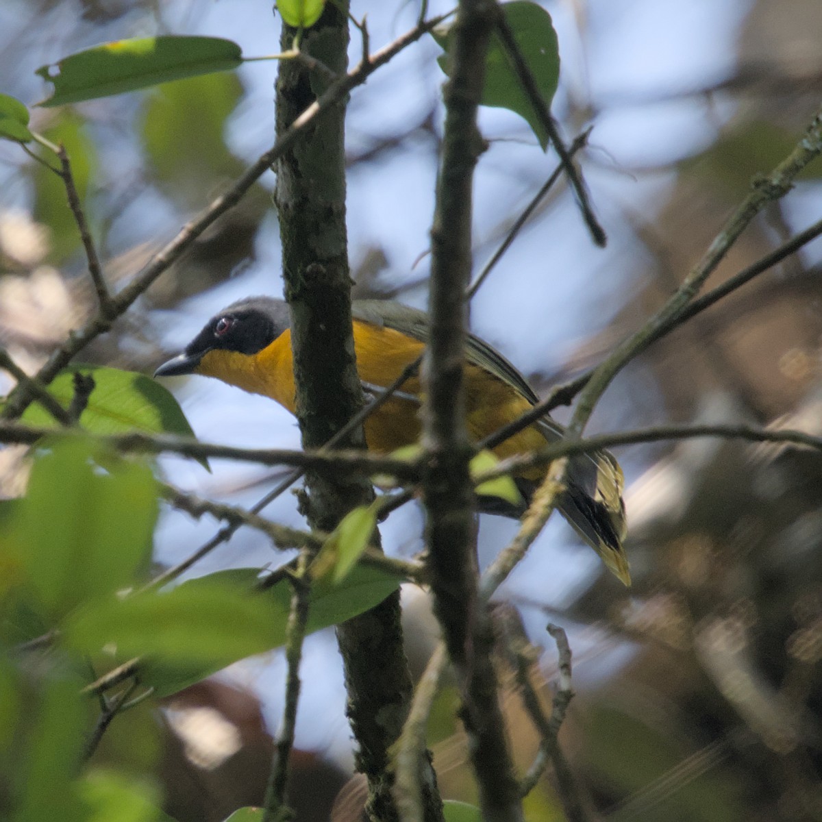 Many-colored Bushshrike - ML600971371