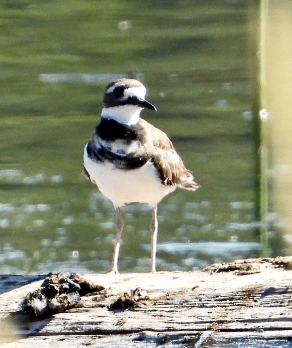 Killdeer - ML600971531