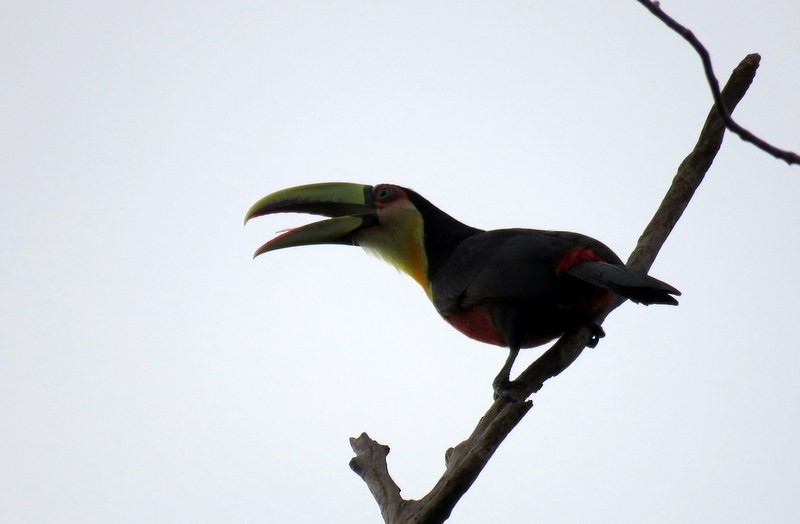 Red-breasted Toucan - ML600971931