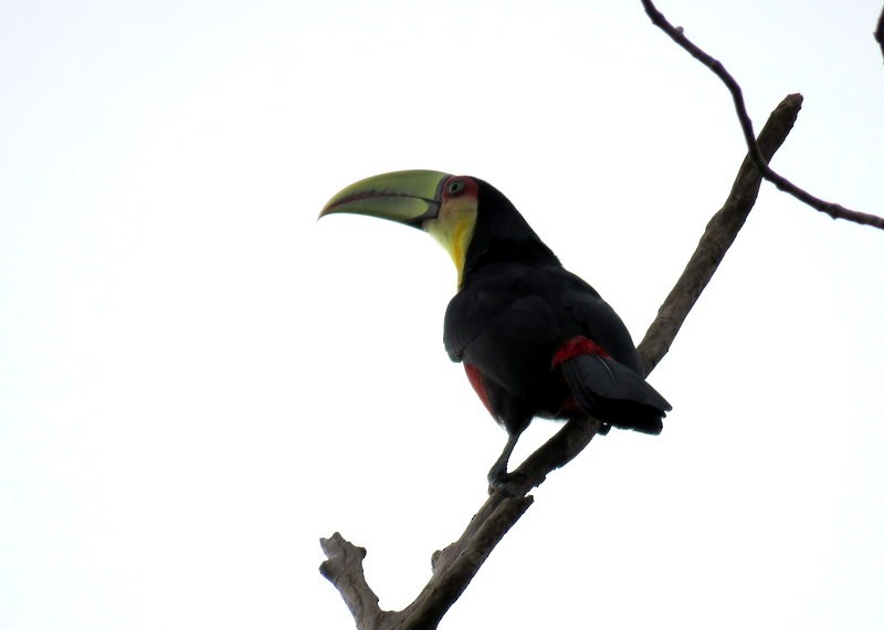 Red-breasted Toucan - ML600971941