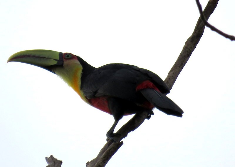 Red-breasted Toucan - ML600971951