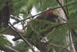 Yellow-tufted Woodpecker - ML600971981