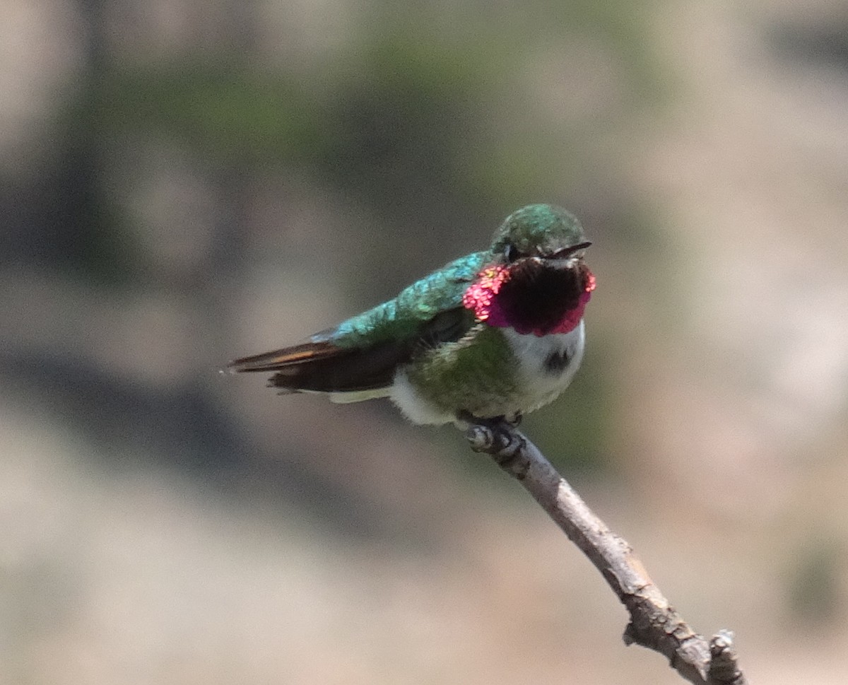 Broad-tailed Hummingbird - M. Rogers