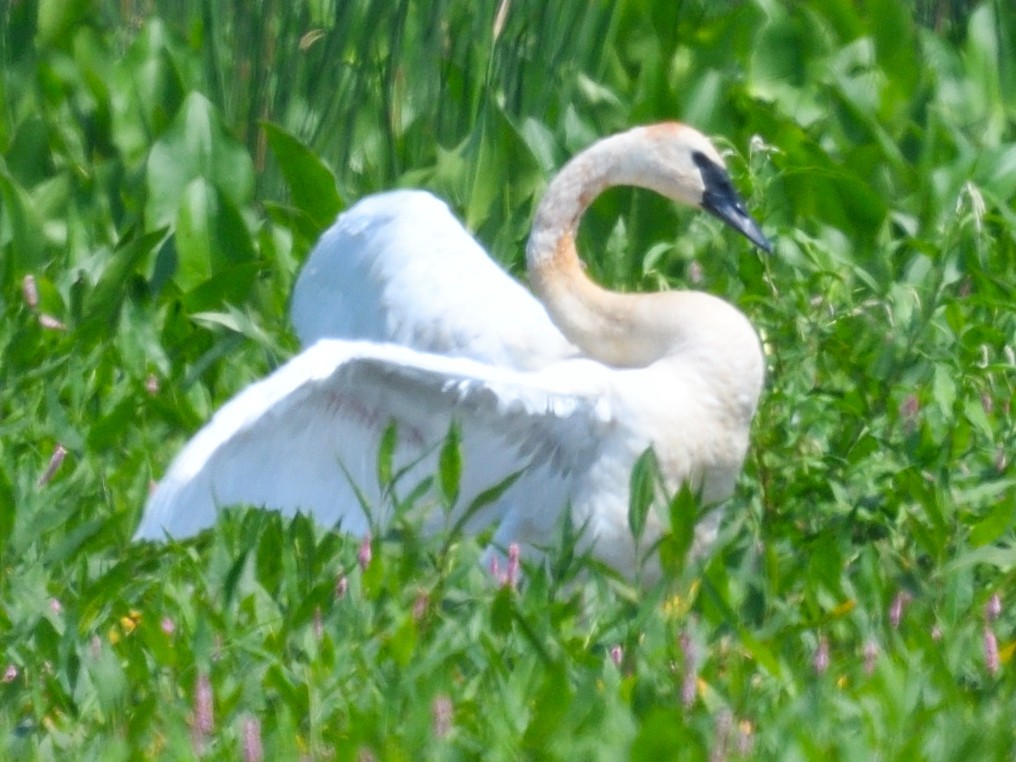 Cygne trompette - ML600972541