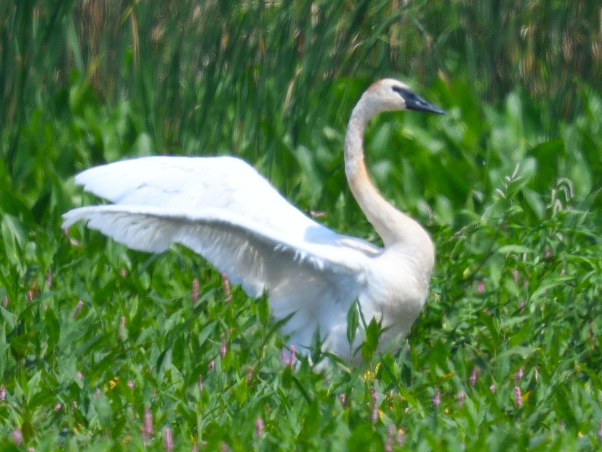 Cygne trompette - ML600972551