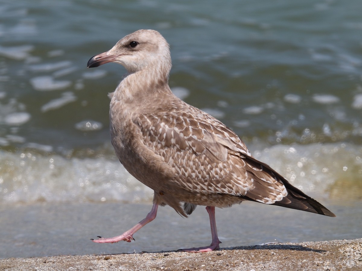 Herring Gull - Colin Fisher