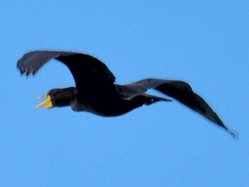 Double-crested Cormorant - ML600973891