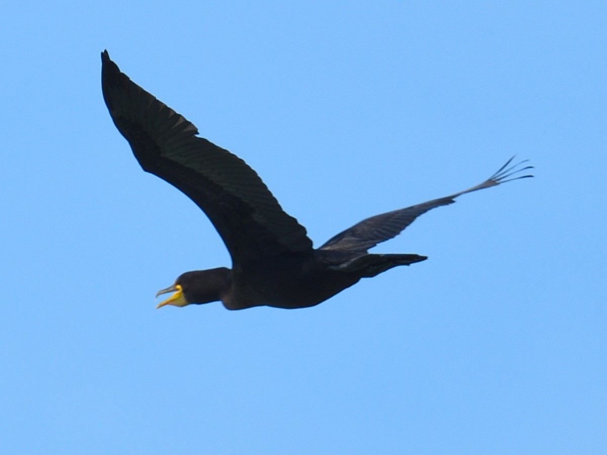 Double-crested Cormorant - ML600973901