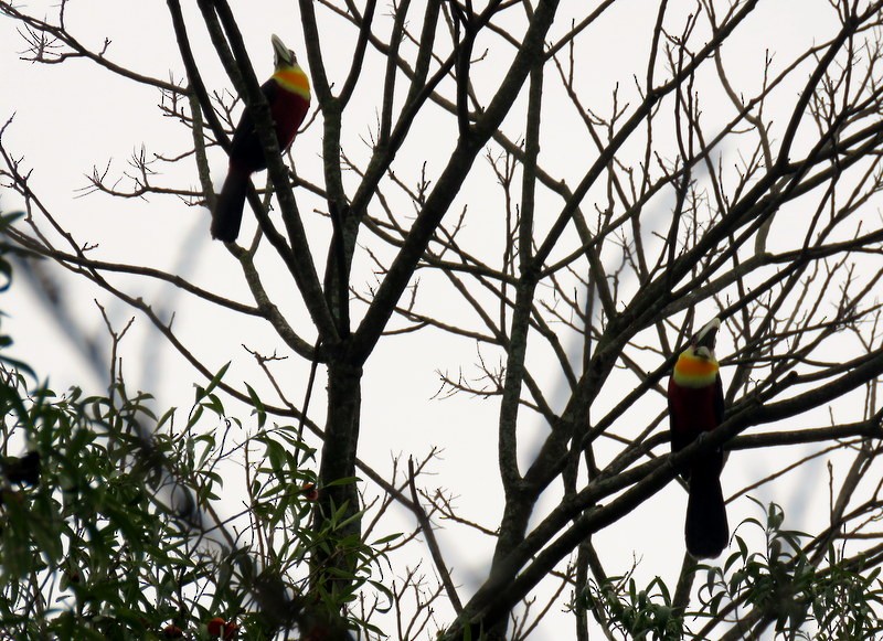 Red-breasted Toucan - ML600974211