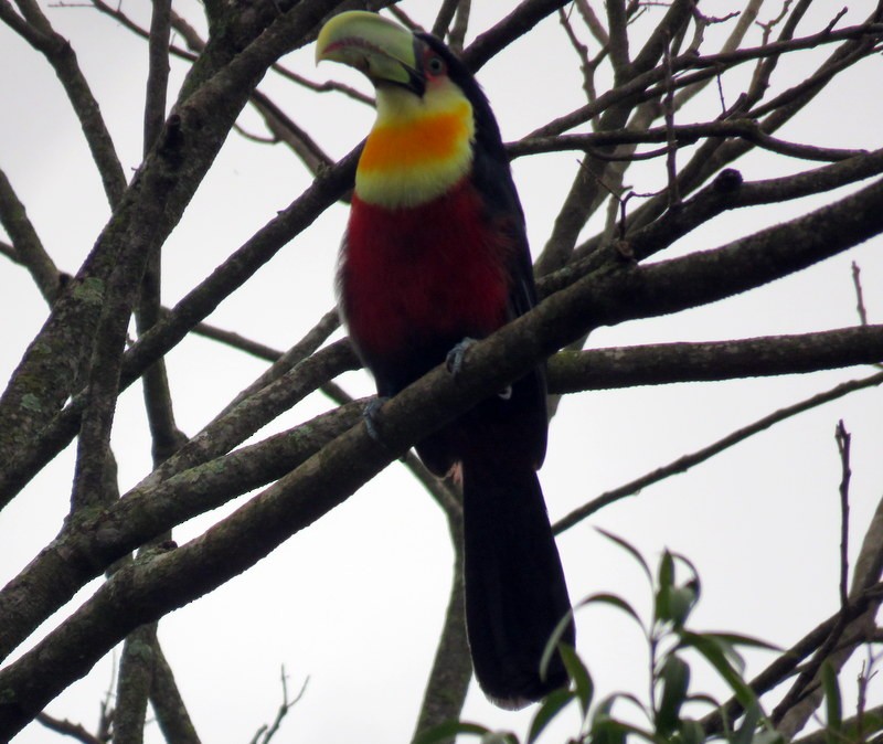 Red-breasted Toucan - ML600974221