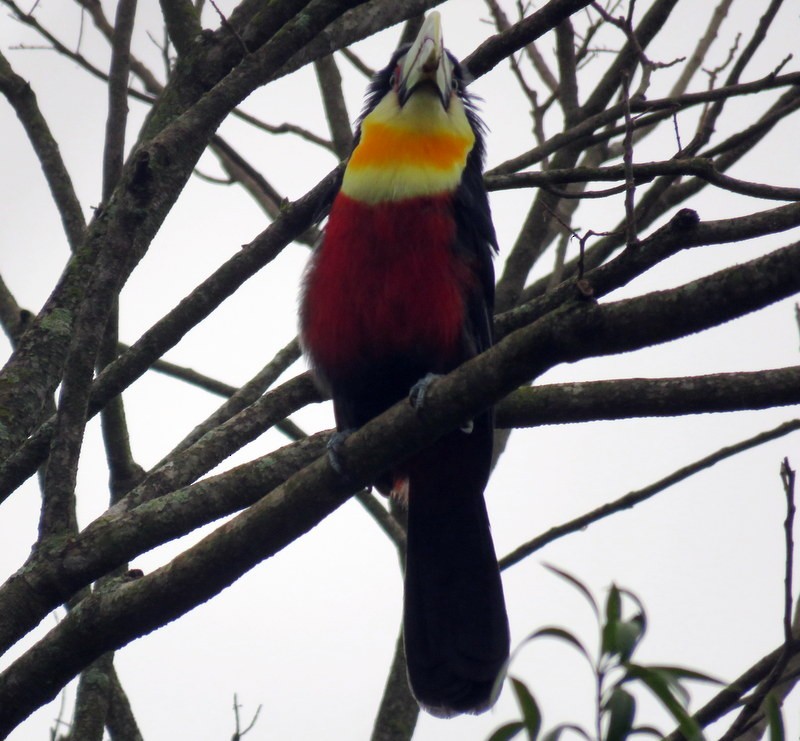 Red-breasted Toucan - ML600974231