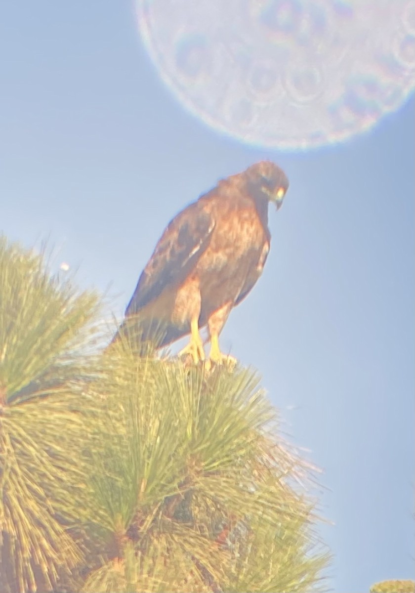 Red-tailed Hawk (calurus/alascensis) - ML600974561