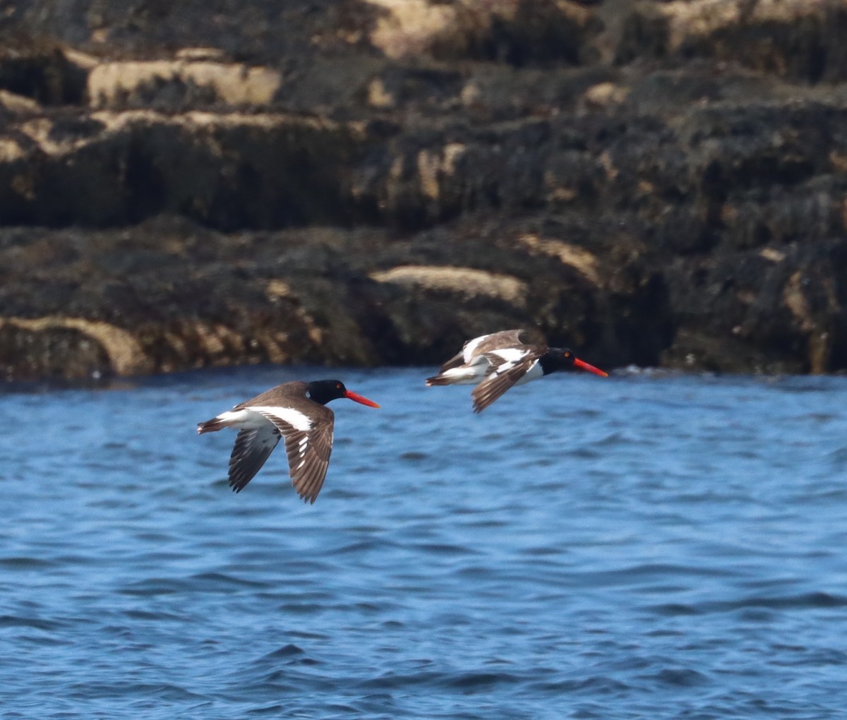 American Oystercatcher - Ricardo Lopez Z.