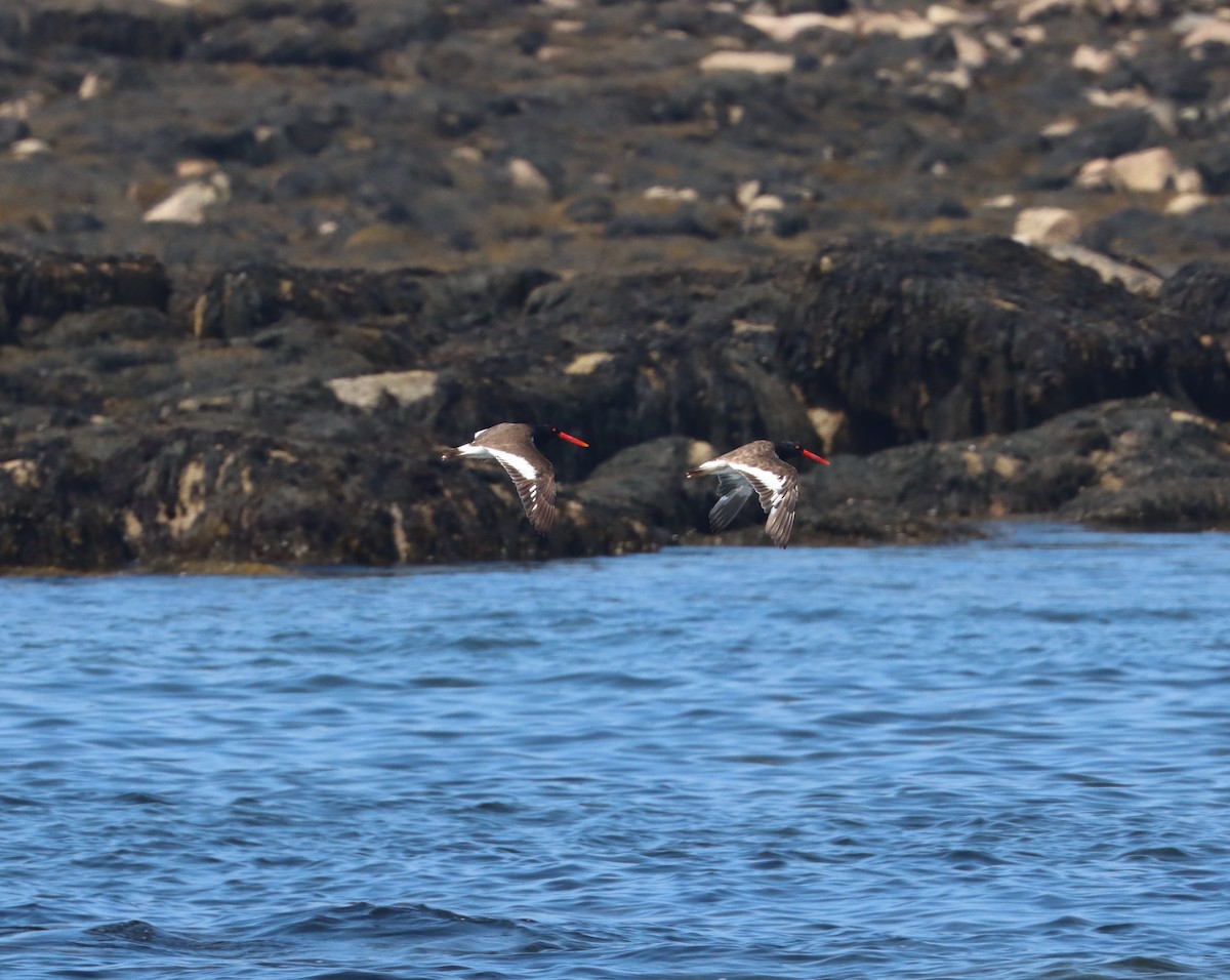 American Oystercatcher - ML600974811