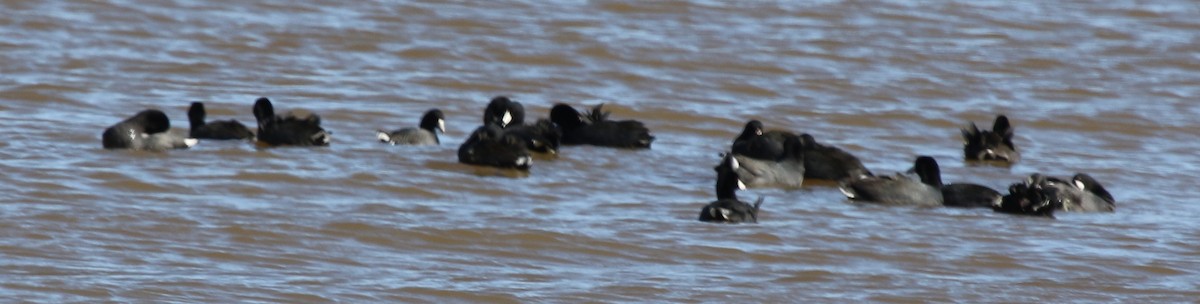 American Coot - ML600975251