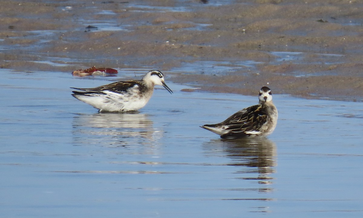 Red-necked Phalarope - Mary Jo Foti