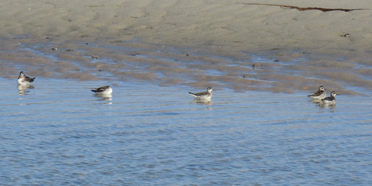 Phalarope à bec étroit - ML600976841