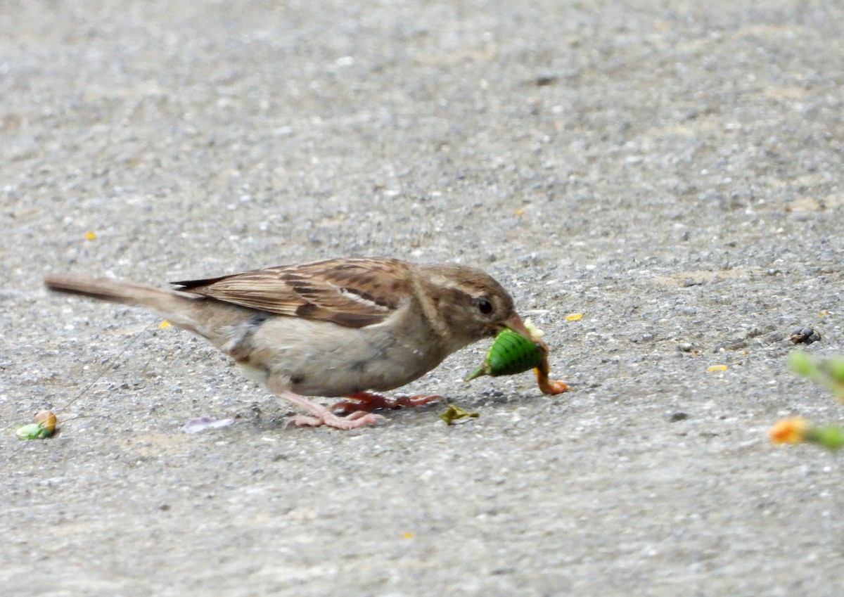 Moineau domestique - ML600978431