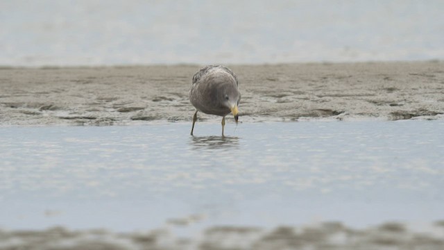 Olrog's Gull - ML600978701