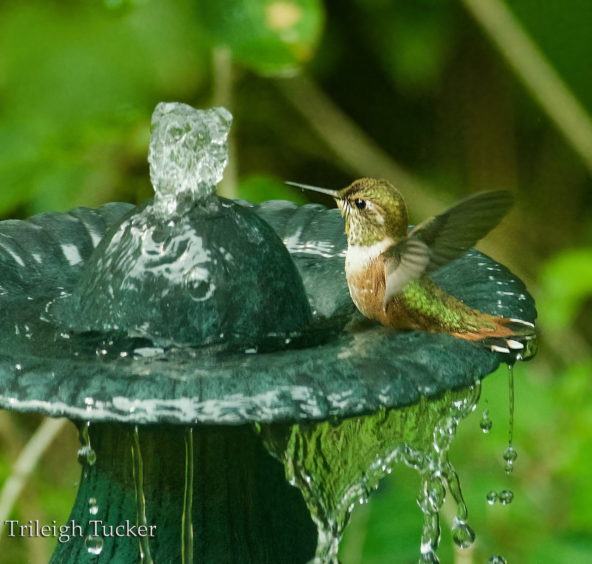 Rufous Hummingbird - ML600979351