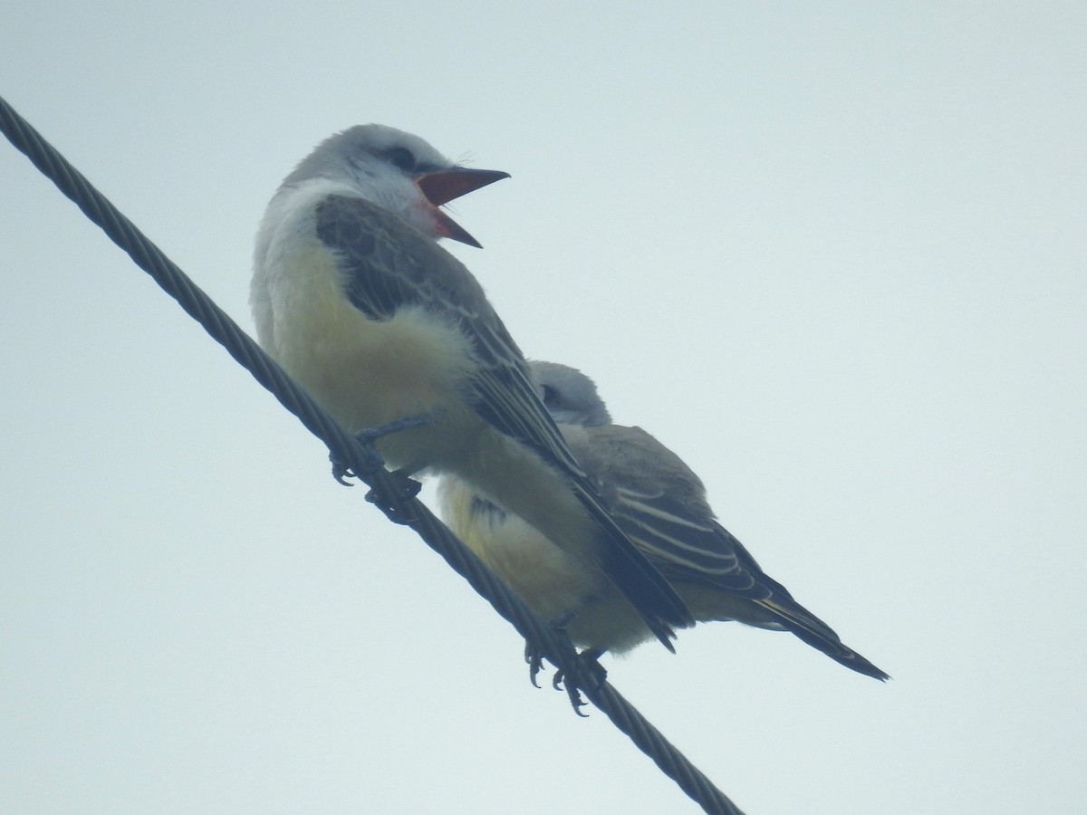 Scissor-tailed Flycatcher - ML600979571