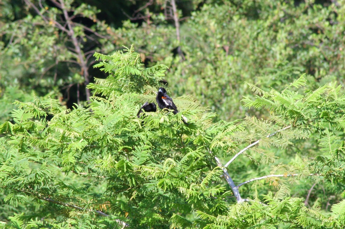 White-winged Widowbird - ML60098041