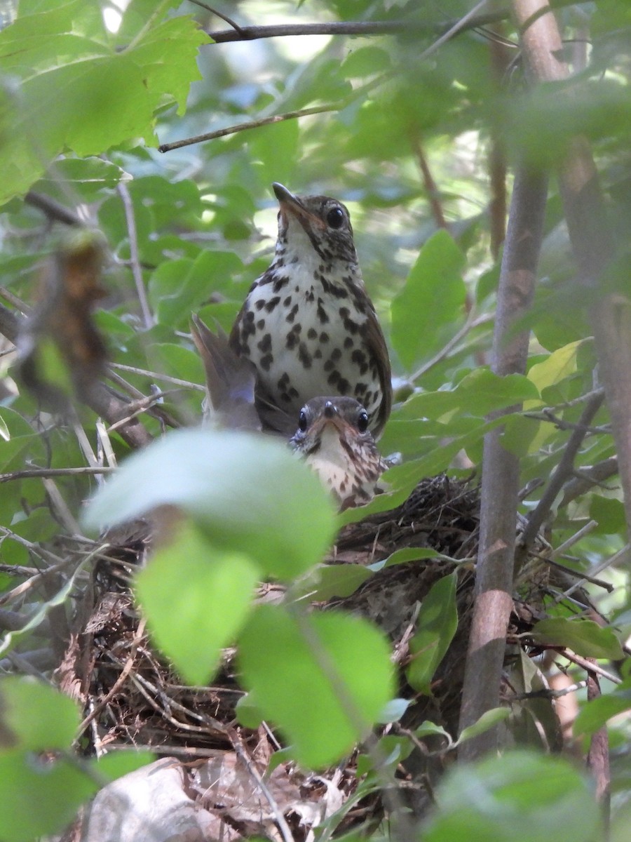 Wood Thrush - ML600980581