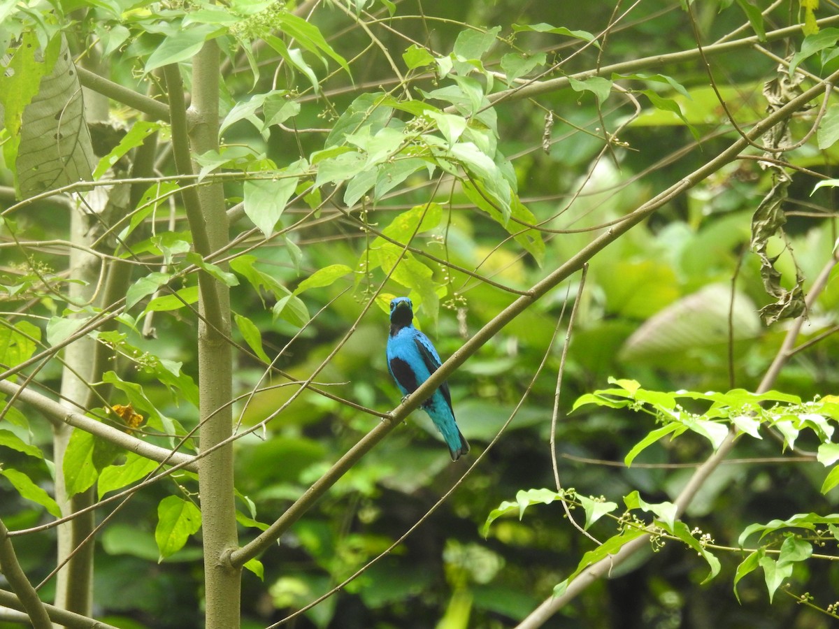 Blue Cotinga - ML600980811