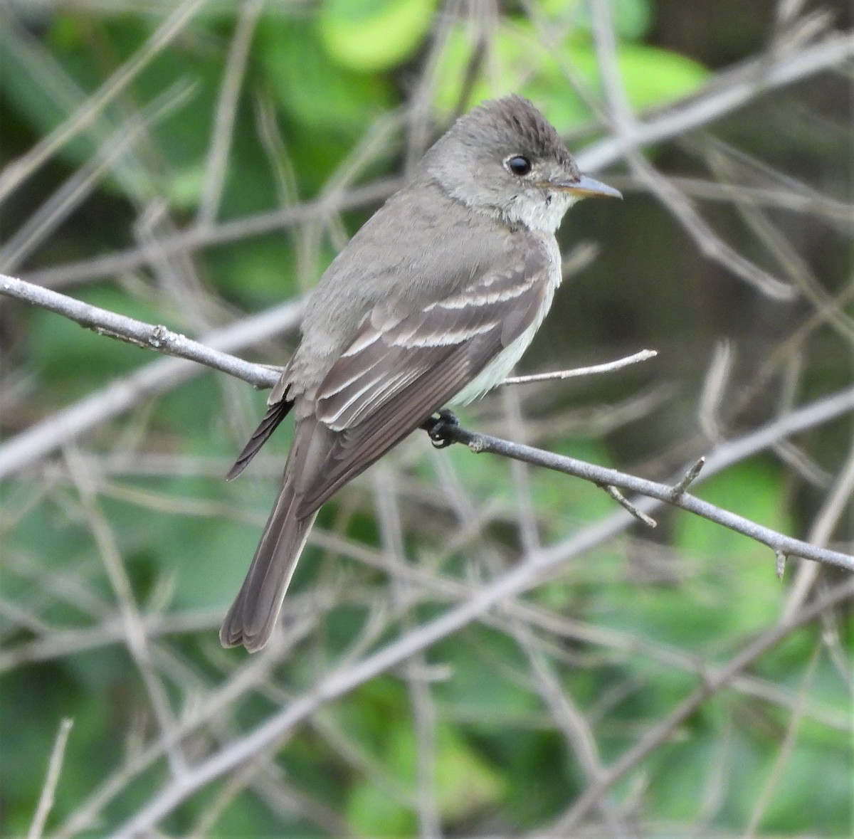 Eastern Wood-Pewee - ML600982011