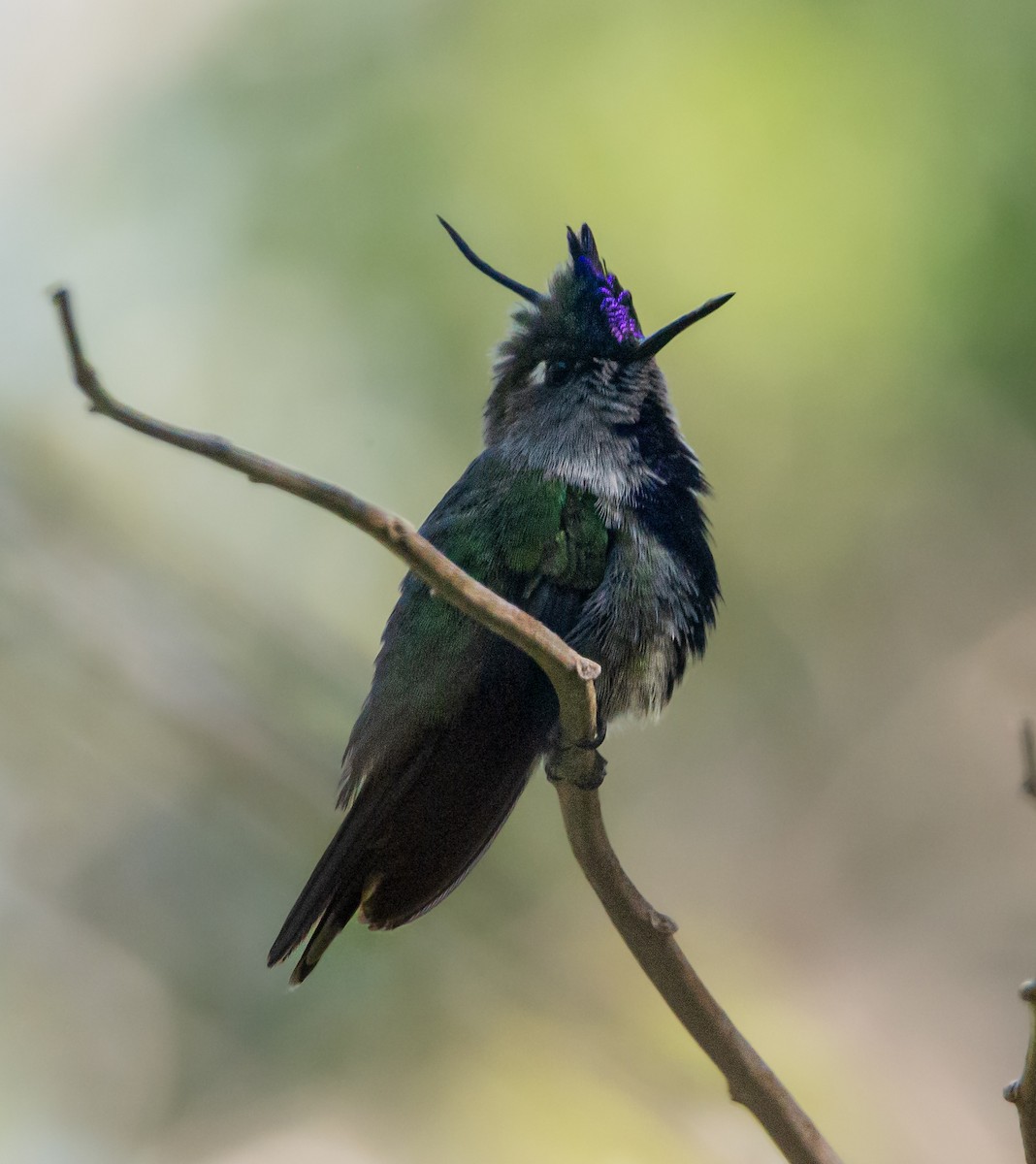 kolibřík paraguayský - ML600982401