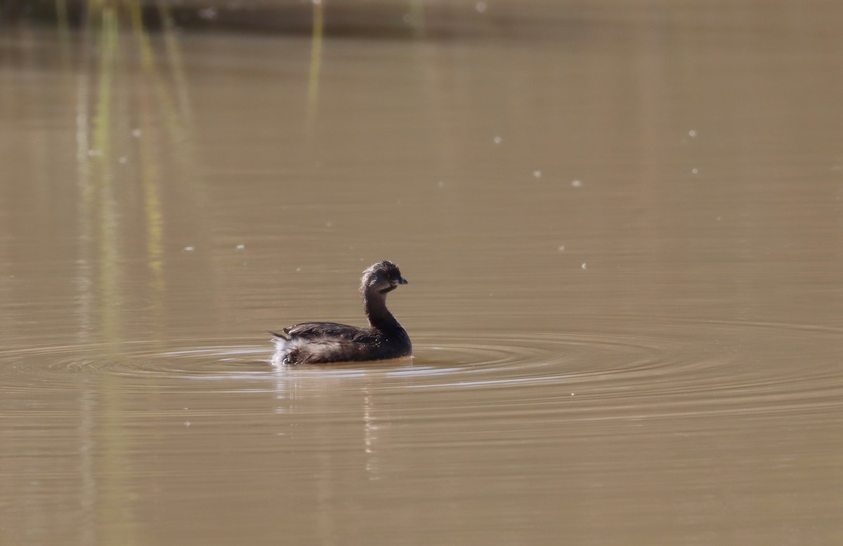 Pied-billed Grebe - ML600983461