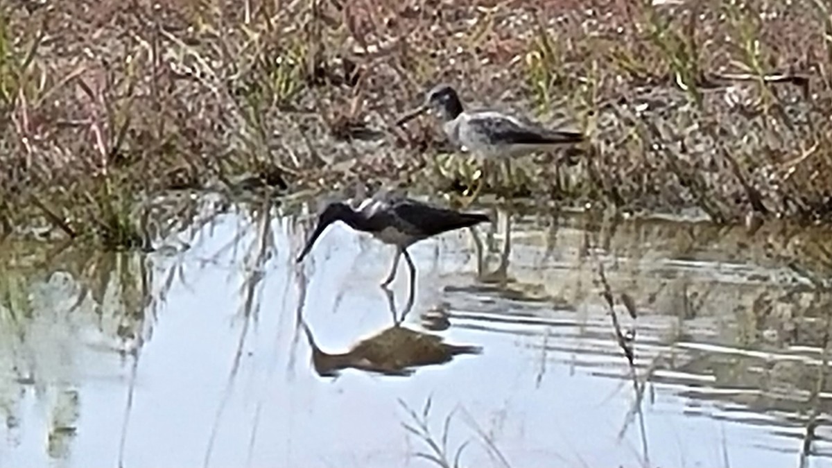 Greater Yellowlegs - ML600983481