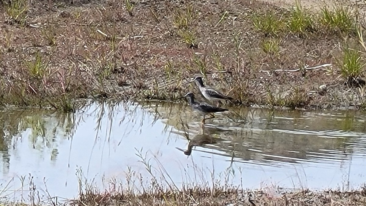 Greater Yellowlegs - ML600983491