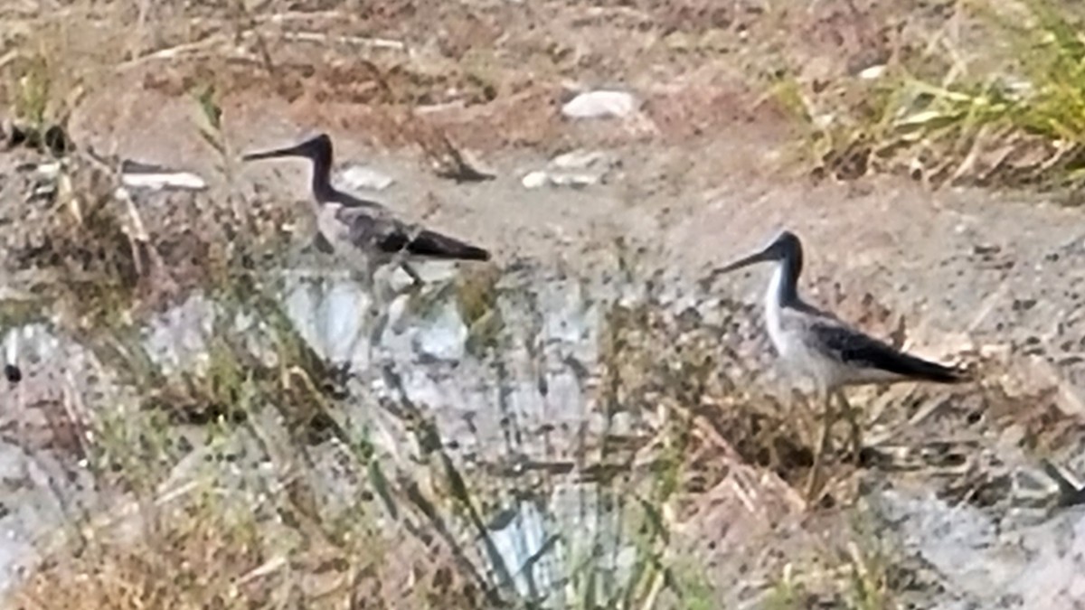 Greater Yellowlegs - Ryan Jackson