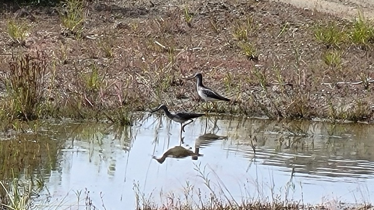 Greater Yellowlegs - ML600983521