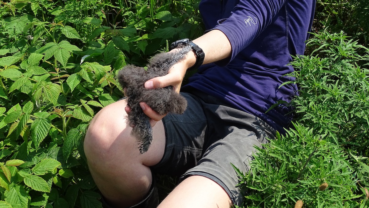 Leach's Storm-Petrel - Amy Simmons