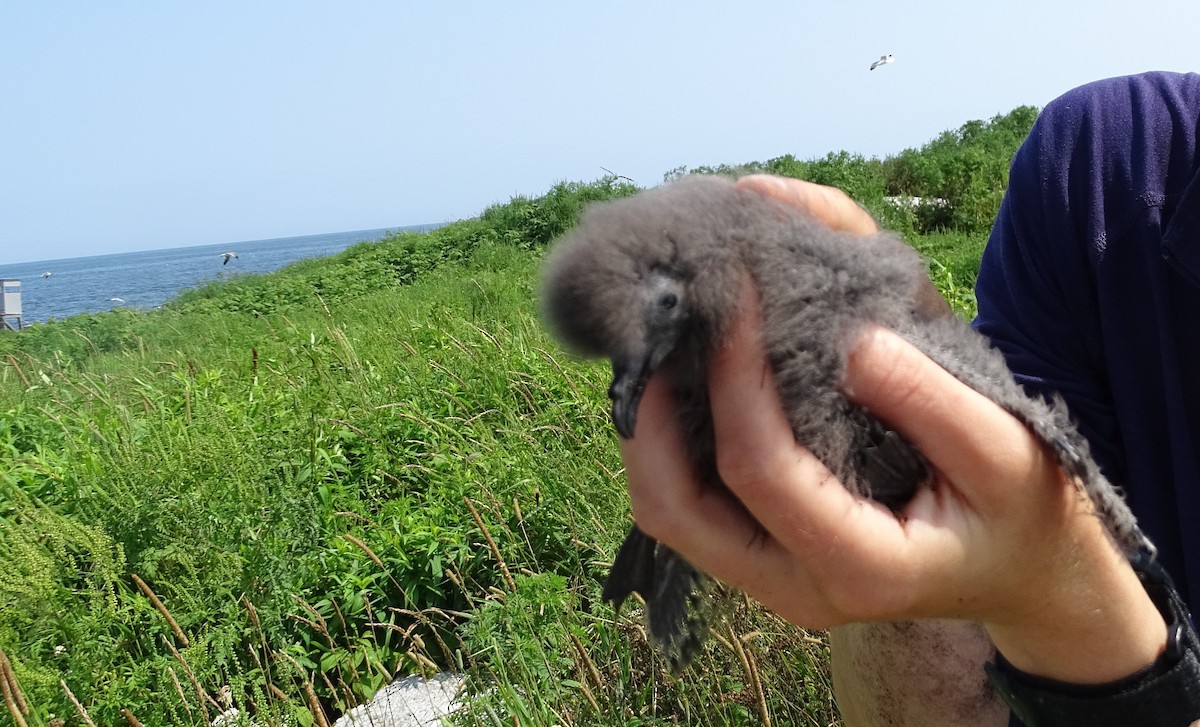 Leach's Storm-Petrel - Amy Simmons