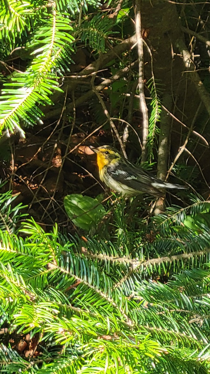 hemlokkparula - ML600985371