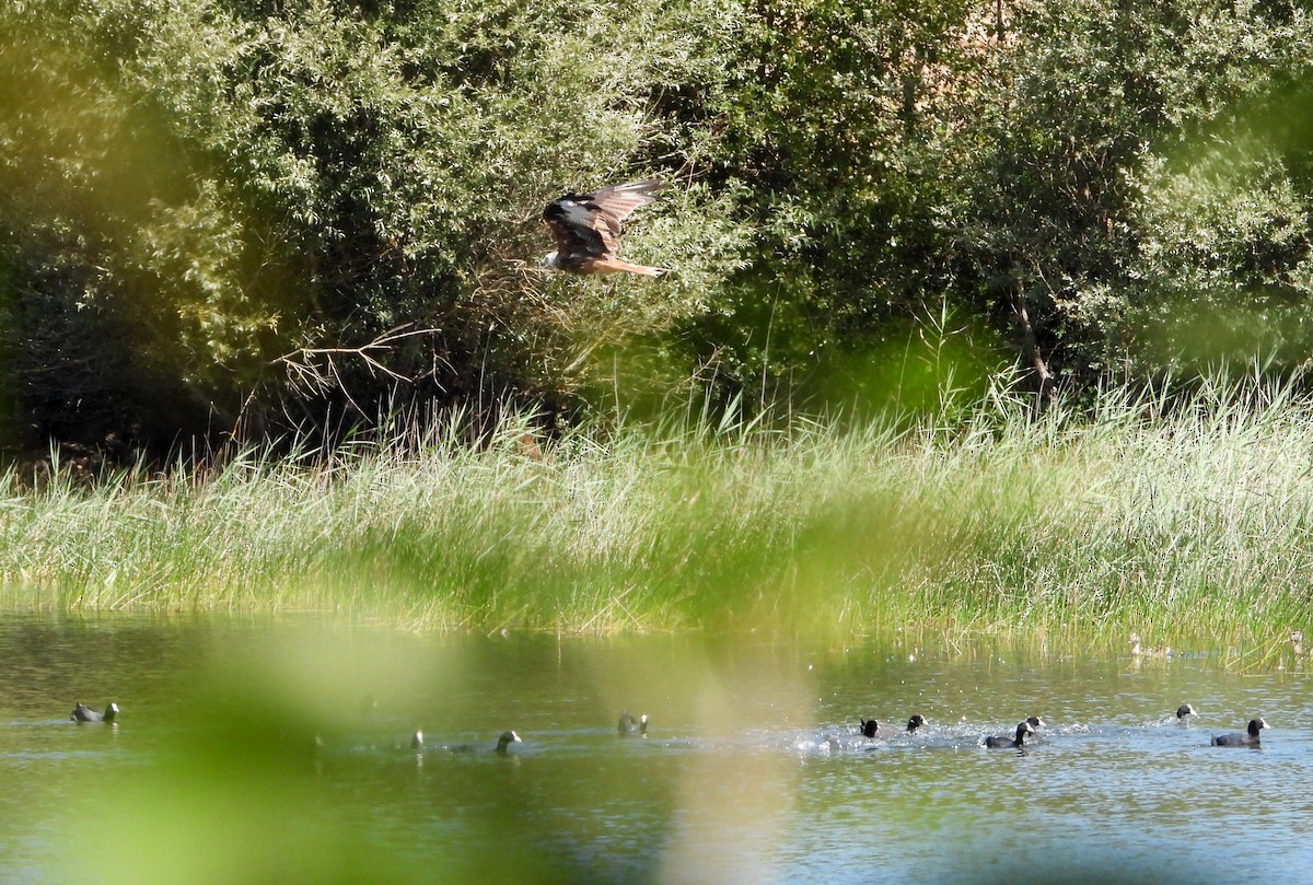 Western Marsh Harrier - ML600985881