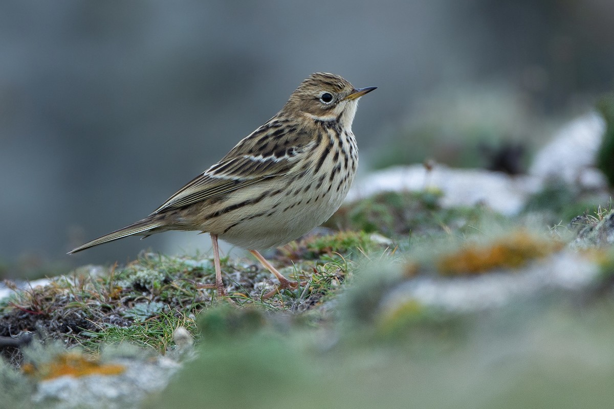 Red-throated Pipit - ML600986691
