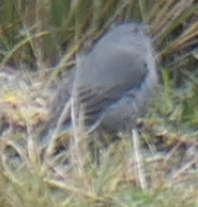 Plumbeous Sierra Finch - ML600988691