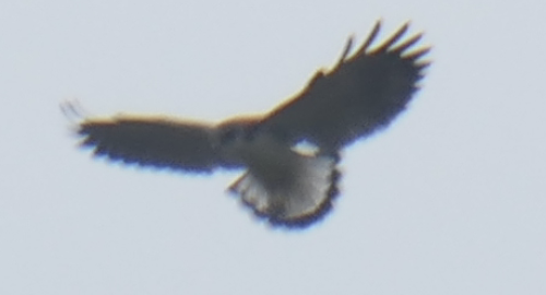 Variable Hawk - ML600988781