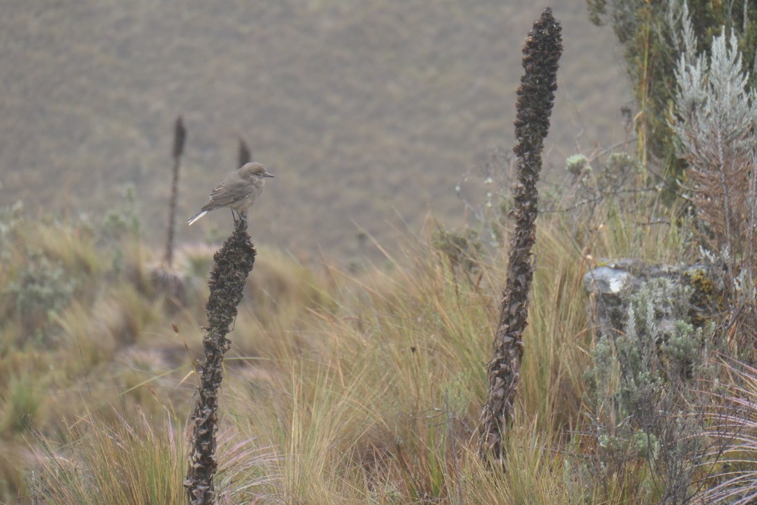 Black-billed Shrike-Tyrant - ML600989031
