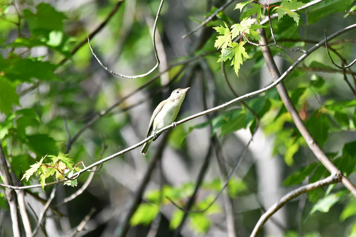 Warbling Vireo - ML600989241