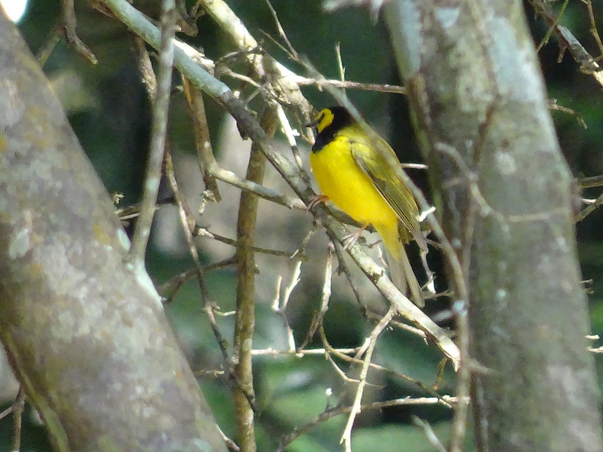 Hooded Warbler - ML600989851